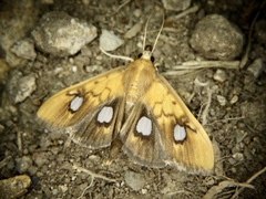 Nosophora semitritalis