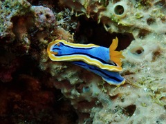Chromodoris annae