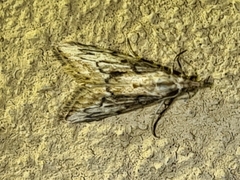 Nola paroxynta