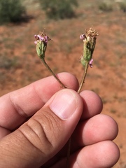 Palafoxia sphacelata