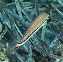 Serranus cabrilla