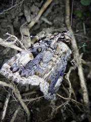 Anacronicta caliginea