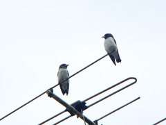 Artamus leucorynchus