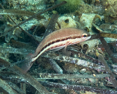 Serranus cabrilla