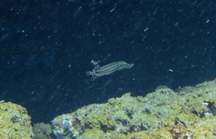 Aulostomus strigosus
