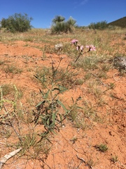 Palafoxia sphacelata