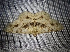 Racotis boarmiaria japonica