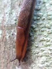 Arion hortensis