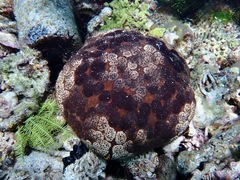 Culcita novaeguineae