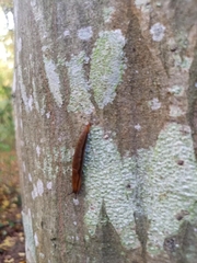 Arion hortensis