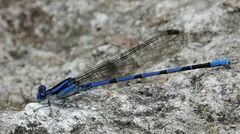 Argia tarascana