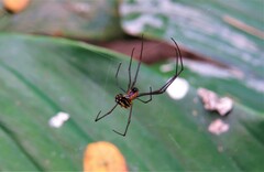 Leucauge argyra