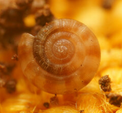 Macrophallikoropa