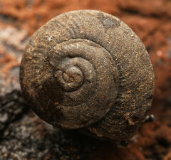Pommerhelix mastersi