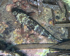 Gobius cruentatus