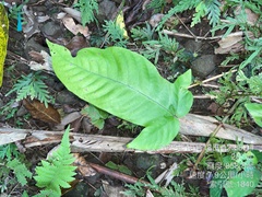Tectaria polymorpha