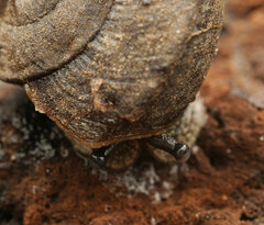 Pommerhelix mastersi