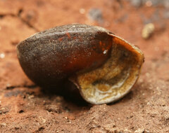 Pommerhelix mastersi