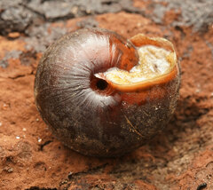 Pommerhelix mastersi