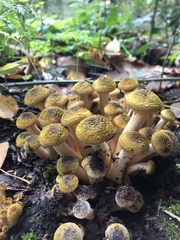 Armillaria borealis