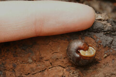 Pommerhelix mastersi