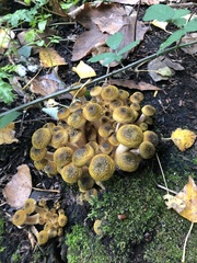 Armillaria borealis