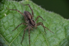 Pardosa