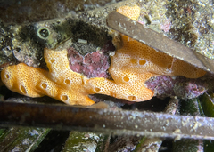 Polysyncraton bilobatum