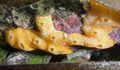 Polysyncraton bilobatum