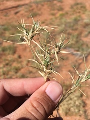 Munroa squarrosa