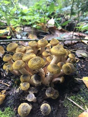 Armillaria borealis