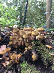 Armillaria borealis