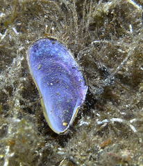 Modiolus barbatus