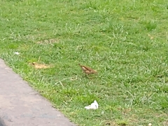 Furnarius rufus