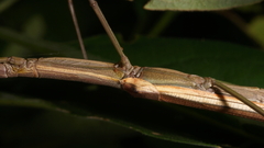 Phasmida