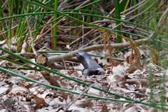 Egernia kingii