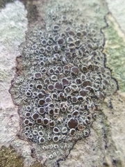 Leprocaulaceae