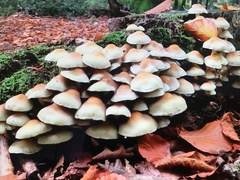 Hypholoma lateritium
