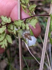 Oxyopes gracilipes