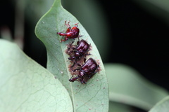 Apoderinae