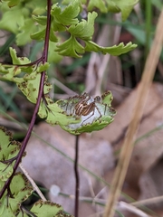 Oxyopes gracilipes