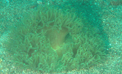 Catalaphyllia jardinei