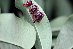 Apoderinae