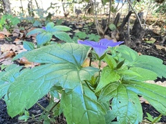 Geranium nodosum