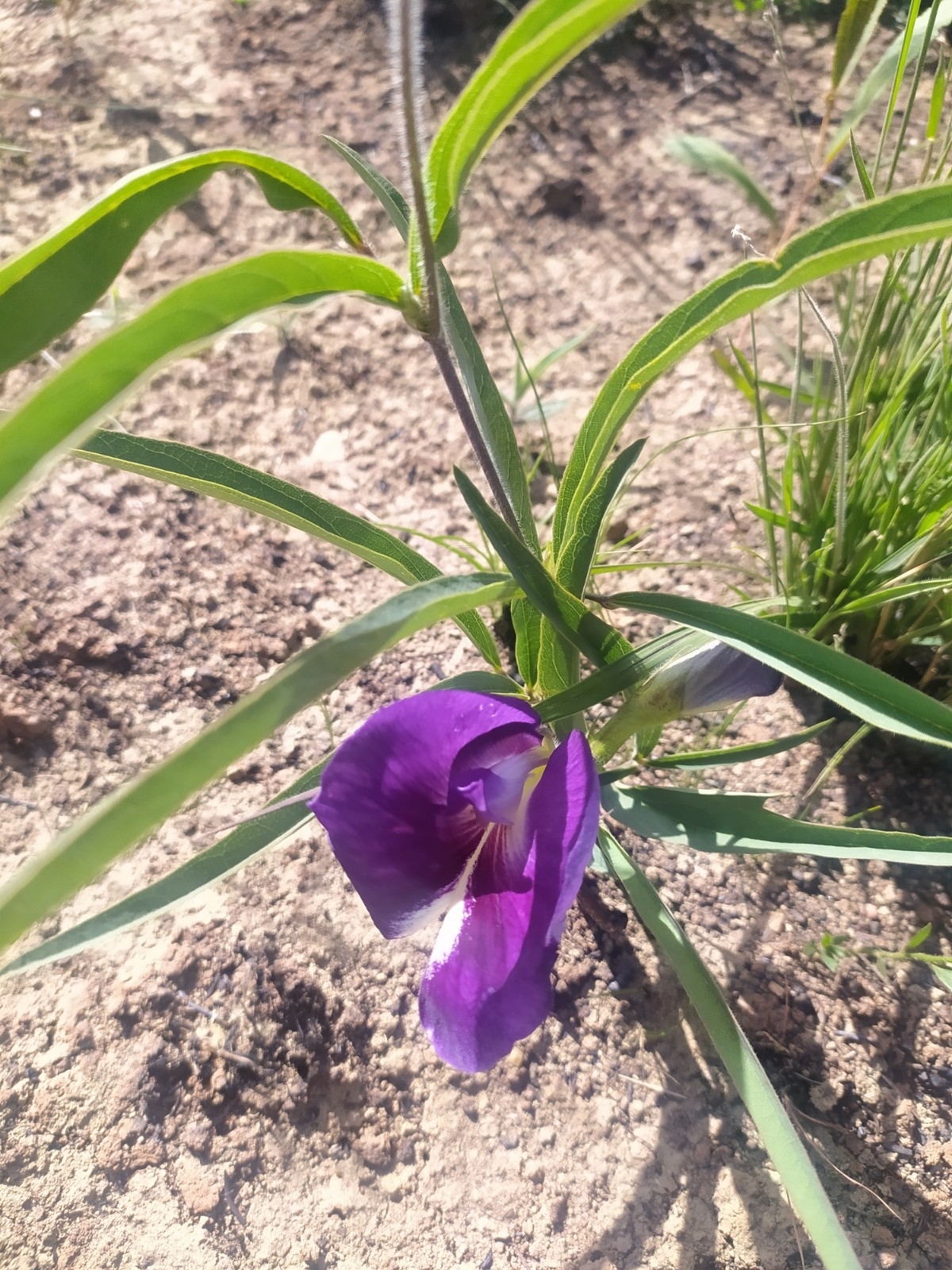 Clitoria guianensis
