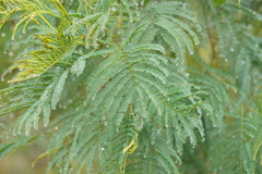 Acacia silvestris