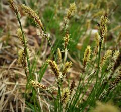 Carex pensylvanica