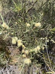 Melaleuca glomerata