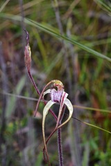 Caladenia tentaculata × venusta