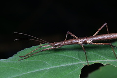 Neohirasea